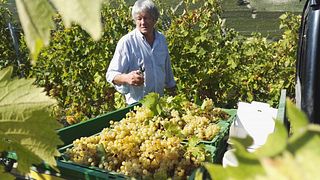 Weinprobe und Führung bei Azienda Agricola Caudrina