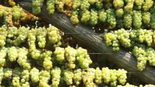 Dégustation de vins et visite chez Beppe Marino