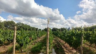 Bodega Iaccarini