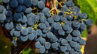 Cata de vinos y visita a la bodega Khareba