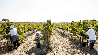 Dégustation de vins et visite de la cave Fernão Pó - ASF Wines