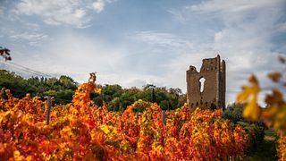 Sfumature di Montepulciano D'Abruzzo