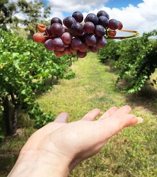 Klassische Weinprobe im Aphelion Wine Cellar Door