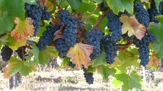 Briceland Vineyards