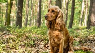 Caccia al Tartufo e Cena - Truffle hunting and Dinner