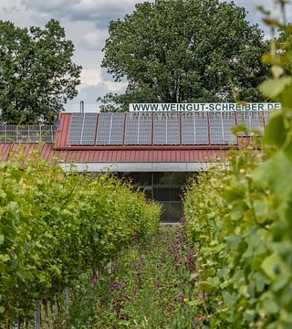 Wine Tasting and Tour at Weingut Schreiber