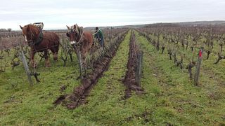 Cata de vinos y visita guiada en Earl Gabriele et Régis Dansault