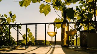 Degustação de vinhos e tour na vinícola Stekar
