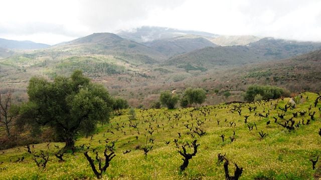 Promenade dans les vignobles, visite de cave et dégustation de vins à Cámbrico - du dimanche au vendredi