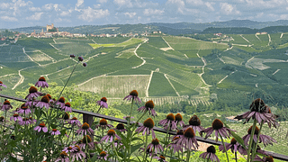 Barolo en immersion totale
