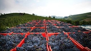 Cata de vinos y visita guiada a Terre del Barolo