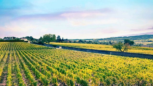 Dégustation et visite de vins au Domaine Nadine Ferrand