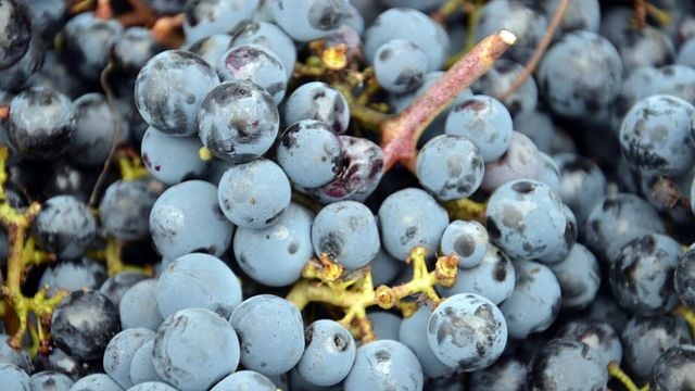 Weinprobe und Besichtigung im Château Les Remparts