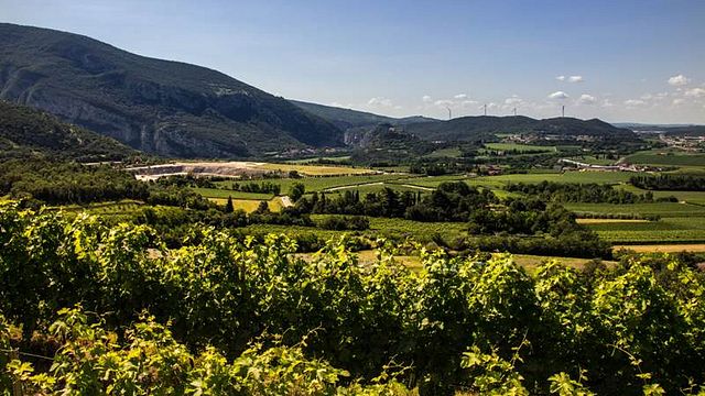 Voyage dans le vignoble de Monte Zovo