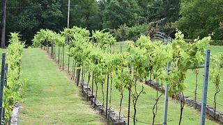 Degustação de vinhos e tour na vinícola Delta Blues