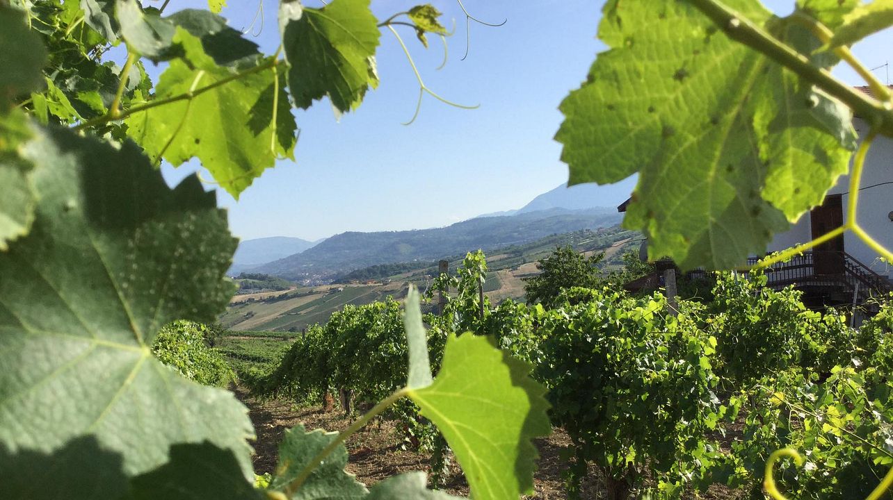 Wine Discovery Greco di Tufo