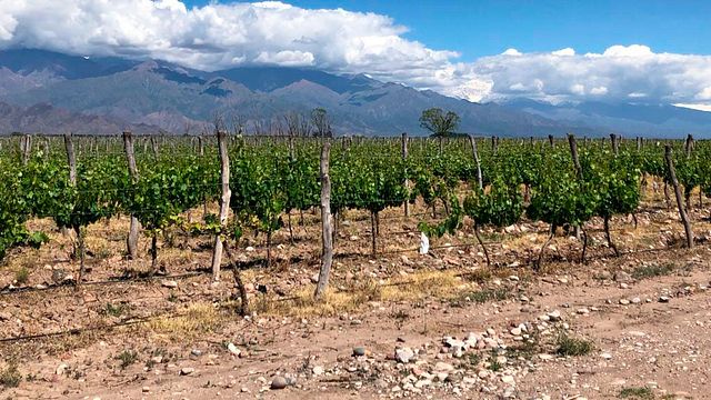 Bodega Familia Cassone