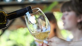 Variedad de uva Saperavi | Cata de vinos en la bodega Shumi