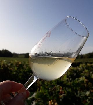 Degustazione di vini e tour a Vignobles Raboutet