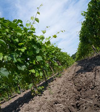 Sienkiewicz Vineyard