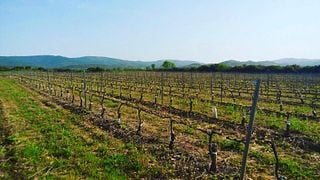 Visita Premium na Bodegas Caudalia