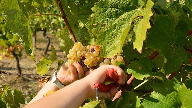 Degustazione di vini e visita presso l'Azienda Agricola Montaioncino