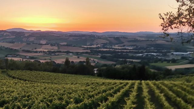 Le sommet du Verdicchio chez CasalFarneto | Dégustation de vins