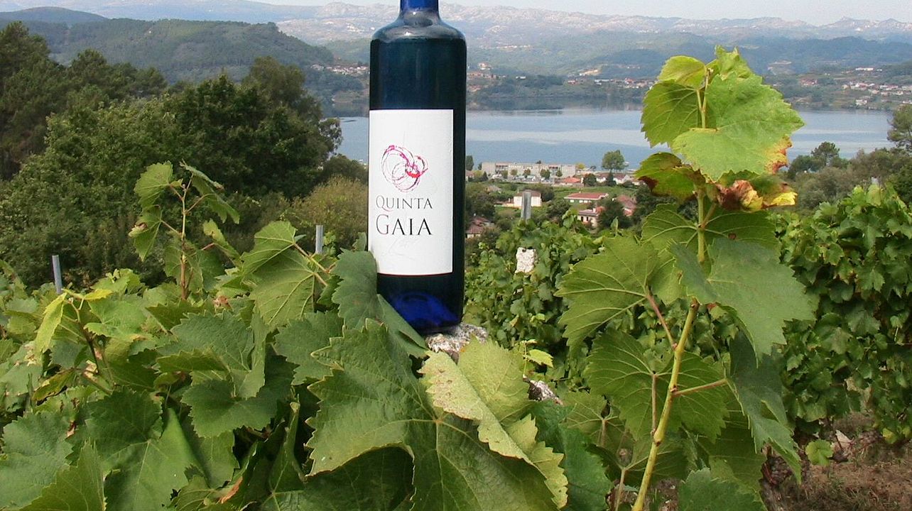 Degustazione di vini e tour ad Adega Quinta Gaia