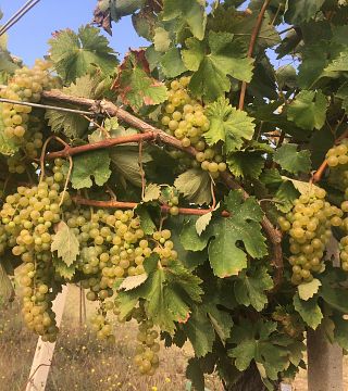 Esperienza di abbinamento cibo-vino all'Etruscaia
