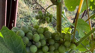 Vin du Pays de Herve