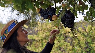 Degustação de vinhos e tour em Villalobos Wines