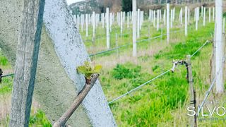 Weinprobe und Tour im Quinta De Silvoso