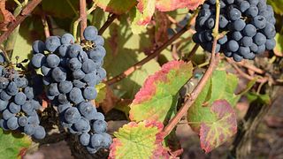 Vinhos Cortem Vineyards: Lär dig vinframställning, smaka på 3 viner, oliver och bröd