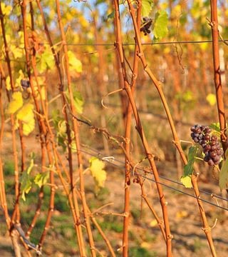 Weingut Schmitt Bergtheim