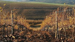  ¡Tour privado de Cap Classique con menú de 3 platos y degustación en Botrivier!