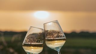 Dégustation de vins avec balade dans le vignoble