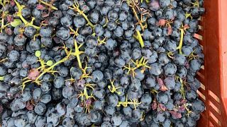 Monteveglio wine experience at Podere Casa Piana in Bologna's countryside
