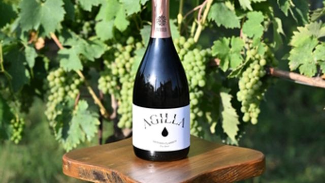 Wine tasting of Lake Trasimeno wines with local pairings at Cantina Di Colle