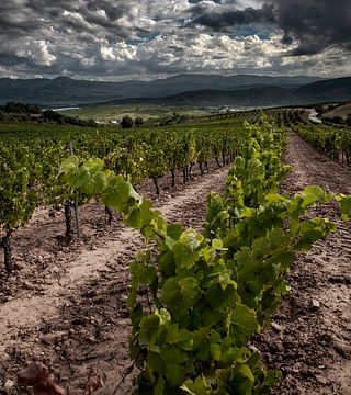 Bodegas Y Viñedo Luna Beberidec