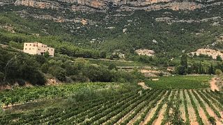 Visita a la Bodega con Niños | Celler Joan Ametller