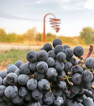 Degustação de vinhos e tour nas Bodegas Barón d'Alba