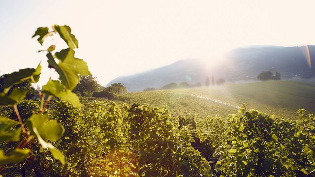 Tre ikoniska viner att upptäcka Genèves terroir med