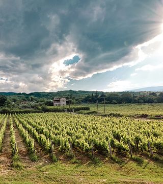THYMIOPOULOS VINEYARDS