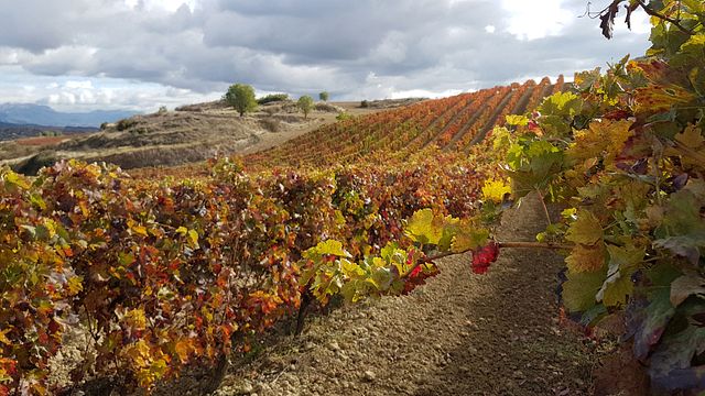 Bodega San Martin De Abalos