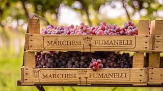 Fumanelli-upplevelsen