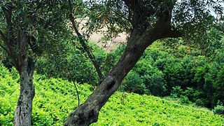 Tenuta del Travale di Raffaella Ciardullo