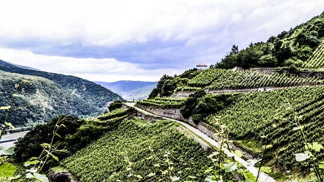 Rheingau Pinot Noir Discovery at Weingut König