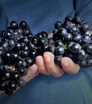 Degustação de vinhos e tour na Tessere Cantina