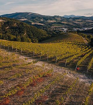 Pair Marche Wines with Local Flatbreads near Urbino