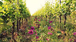 Degustazione di vini e visita alla Weingut Eymann